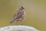 White-crowned Sparrow