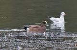 American Wigeon