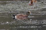 American Wigeon
