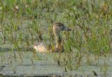 Lesser Whistling Duck