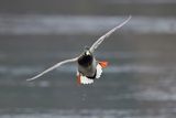 Mallard