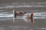 American Wigeon