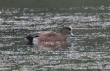 American Wigeon
