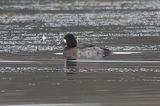 Lesser Scaup