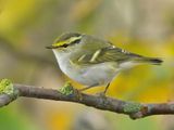 Pallass Warbler 