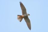 Hobby