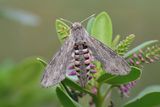 Convolvulus Hawkmoth 