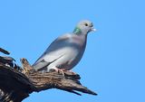 Stock Dove 