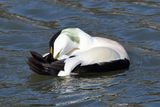 Eider Duck 
