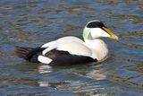 Eider Duck 