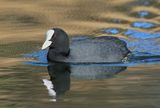 Coot 
