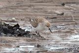 Western Sandpiper 