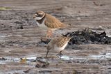 Western Sandpiper 