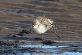 Western Sandpiper 