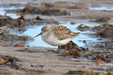 Western Sandpiper 