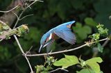 Kingfisher 