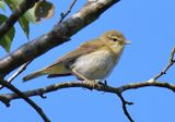 Iberian Chiffchaff 
