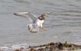 Turnstone
