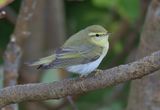 Wood Warbler