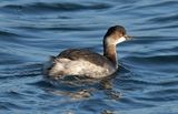 Black-necked Grebe