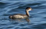 Black-necked Grebe
