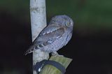 Scops Owl