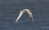 Lesser Crested Tern