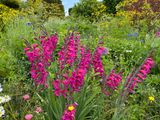 Great Dixter Gladiolus 