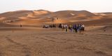 Camels heading out to the Erg Chebbi