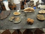 Fossils from the Devonian Period