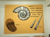 The fossils found near Erfoud