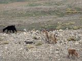 Local goats
