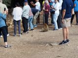 Barbary ape (Barbary Macaque)