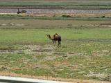 On the way from Rabat to Tangiers