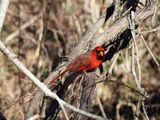 A cardinal on New Years Day