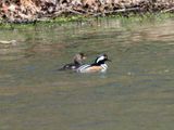 A pair of mergansers