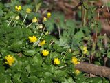 Lesser Celandine