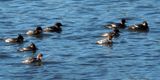 Mergansers