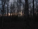 The sun sets behind the trees
