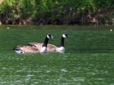 Squawking their way across Black Hill lake