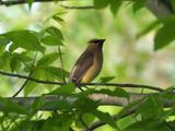 Cedar Waxwing