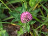 Pink clover