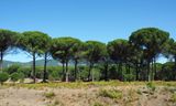Turkish pine trees