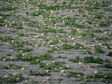 Melons by the roadside