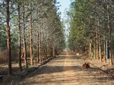Avalahalli Forest, Bangalore