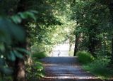 Opening in the canopy of  trees at Edwards Ferry