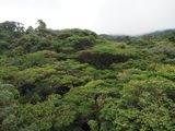 Aboce the canopy of the cloud forest in Monteverde