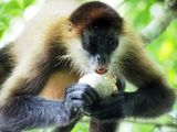 A spider monkey