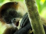 Spider Monkey