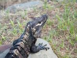 Iguana hanging out near the docks